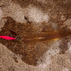 久々のヤリイカ