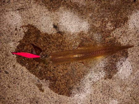 久々のヤリイカ