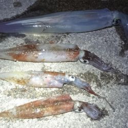 ヤリイカエギング