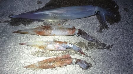 ヤリイカエギング