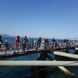 サビキ釣りでマイワシ絶好調