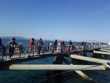 サビキ釣りでマイワシ絶好調