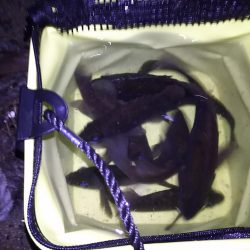 低潮位も高活性！