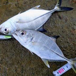 寒気が緩みトップで出ました。