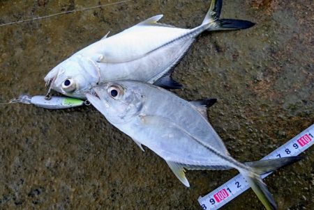 寒気が緩みトップで出ました。