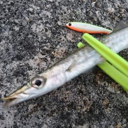 オニカマス以外は激シブ