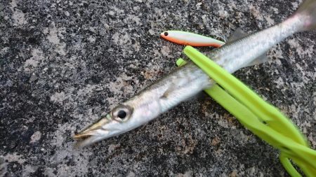 オニカマス以外は激シブ