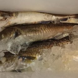 EBISUで寒タラゲット