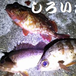 今日は、やっと。でも昨日