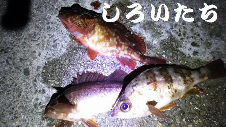 今日は、やっと。でも昨日