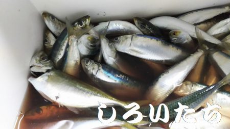 のんびりしてたら・・・。