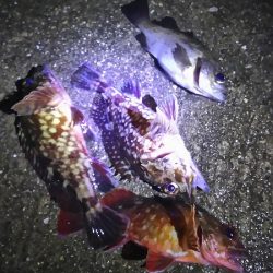 ガシラがよく釣れました。でも・・・