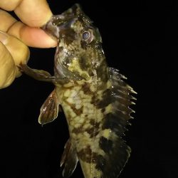 今日もガッシー。