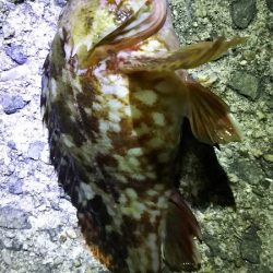 今日こそはメバル釣りたい。