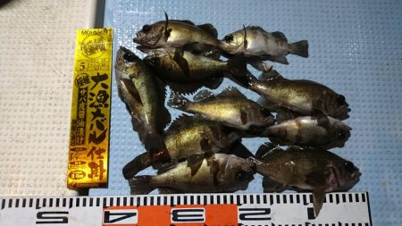 皆既月食ナイトメバルサビキ