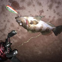 アオリ…じゃない！