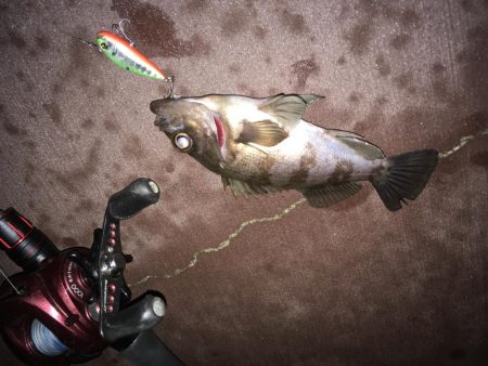 アオリ…じゃない！