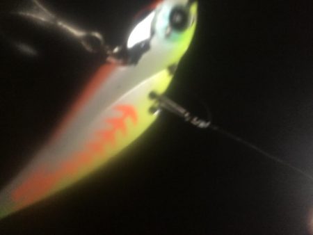 冷音 ふらっしー