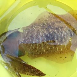 2月の4日間  屋久島の海釣り