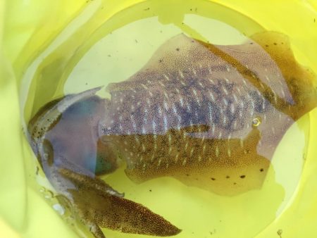 2月の4日間  屋久島の海釣り