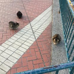 午後からエビ撒き釣り