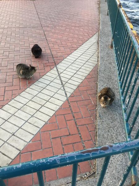 午後からエビ撒き釣り