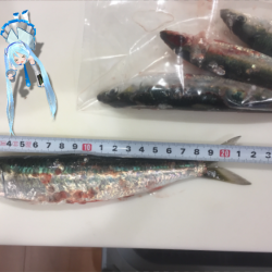 マイワシ大量です