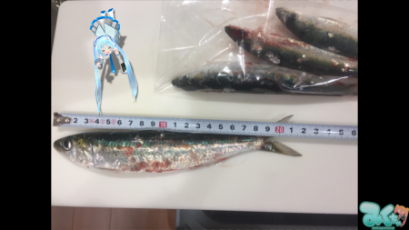 マイワシ大量です