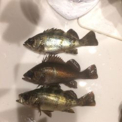 フロートリグ メバリング