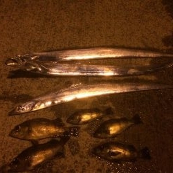 タチウオ&メバル