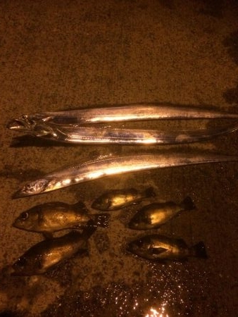 タチウオ&メバル