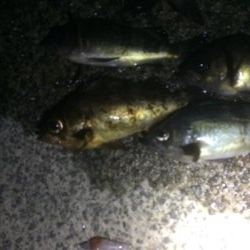 メバリング&タチウオ