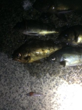 メバリング&タチウオ