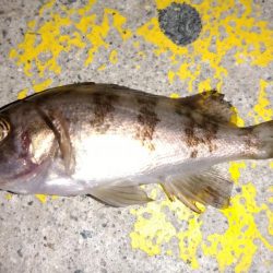 ちびっ子たちと