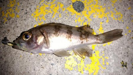 ちびっ子たちと