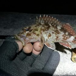 カモメ大橋でのヘチ釣り と カモメ大橋釣り場のご報告(2/15~3/3釣り場閉鎖らしい。)