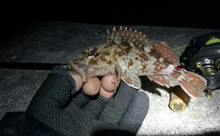 カモメ大橋でのヘチ釣り と カモメ大橋釣り場のご報告(2/15~3/3釣り場閉鎖らしい。)