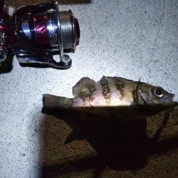 メバリング日和？な夜