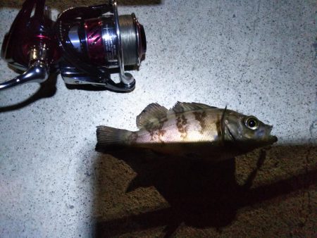 メバリング日和？な夜