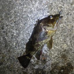 メバリングランガン