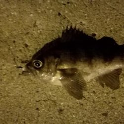 メバル上昇中!?