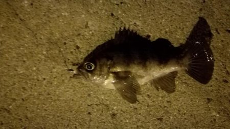 メバル上昇中!?