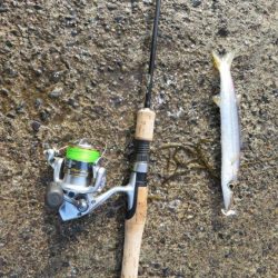 メバル狙いがカマス祭り！