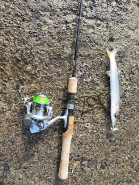 メバル狙いがカマス祭り！