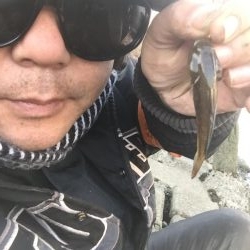 多摩川のガス橋下でチチブ爆釣。