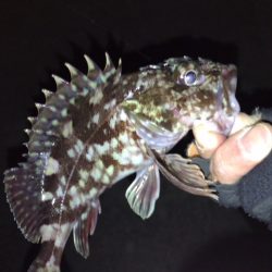 ボトムロックに癒されたメバリング