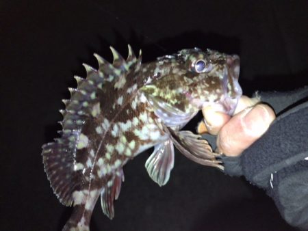 ボトムロックに癒されたメバリング