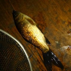 室内釣堀(フナ6匹)