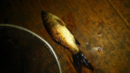 室内釣堀(フナ6匹)