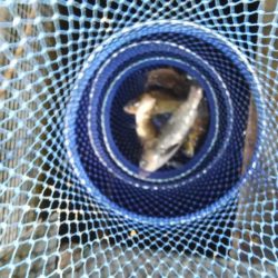 室内釣堀(鯉1匹、フナ6匹)